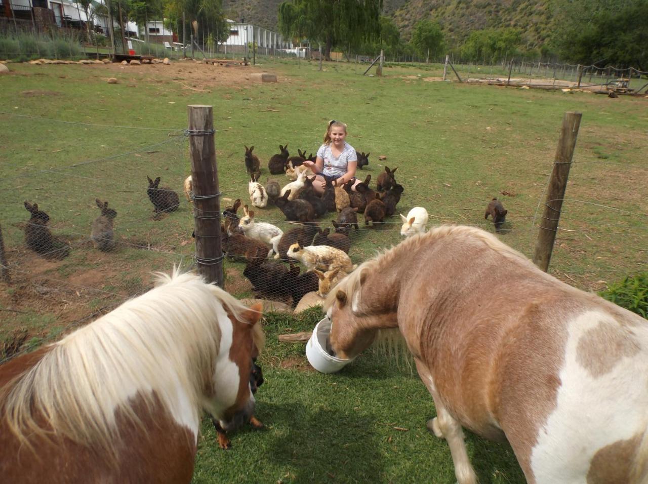 Old Mill Lodge, Seasonal Working Ostrich Farm & Restaurant, Oudtshoorn Esterno foto