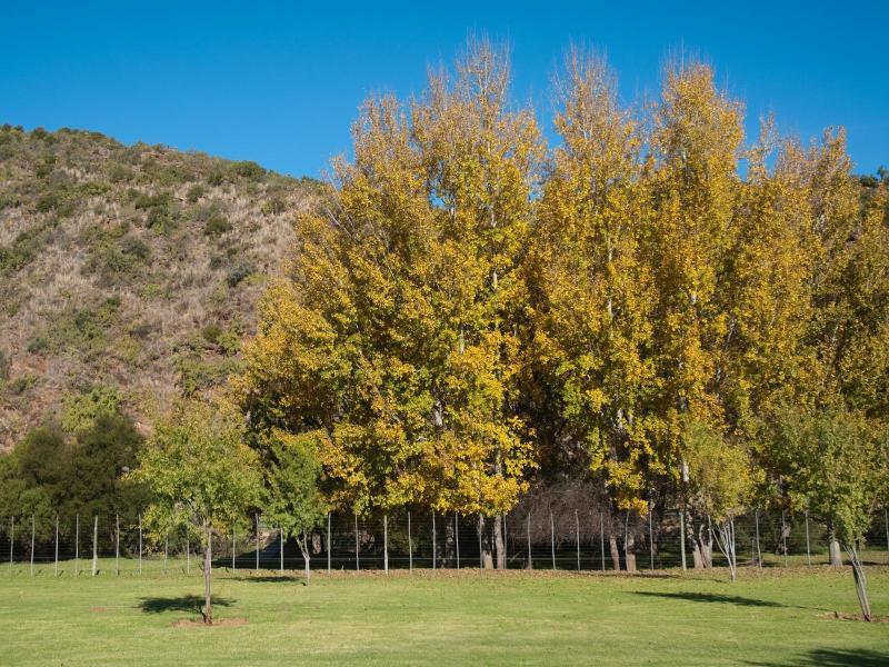 Old Mill Lodge, Seasonal Working Ostrich Farm & Restaurant, Oudtshoorn Esterno foto